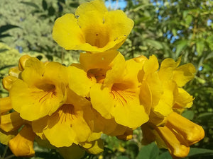 Tecoma stans, Yellow Trumpet Shrub, deciduous, shrub, fast growing, scented, hardy, patio plant