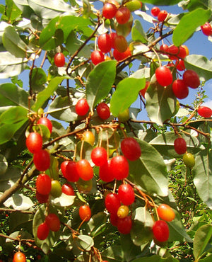 Elaeagnus multiflora, Cherry Silverberry, patio plant, deciduous, shrub, spring flowering, hardy, fruit, edible