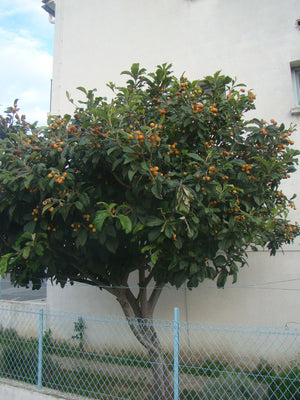 Eriobotrya japonica, Japanese Medlar, tree, patio plant, evergreen, winter flowering, fruit, edible, hardy, scented, fast growing