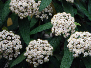 Viburnum rhytidophyllum, Wrinkled Viburnum, shrub, evergreen, fruit, slow growing, spring flowering, drought tolerant
