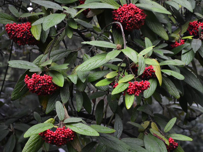 Viburnum rhytidophyllum - Wrinkled Viburnum