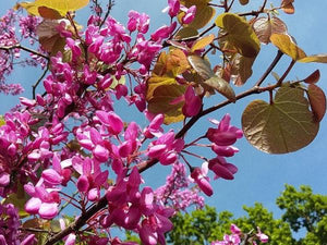 Cercis siliquastrum, Judas Tree, scented, flowering tree, bonsai, plant, deciduous