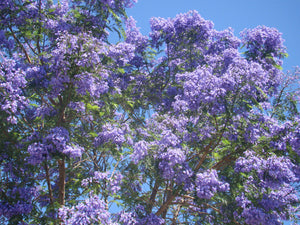 Jacaranda mimosifolia, jacaranda Tree, plant, tree, deciduous, conservatory, hardy, fast growing, summer flowering, garden