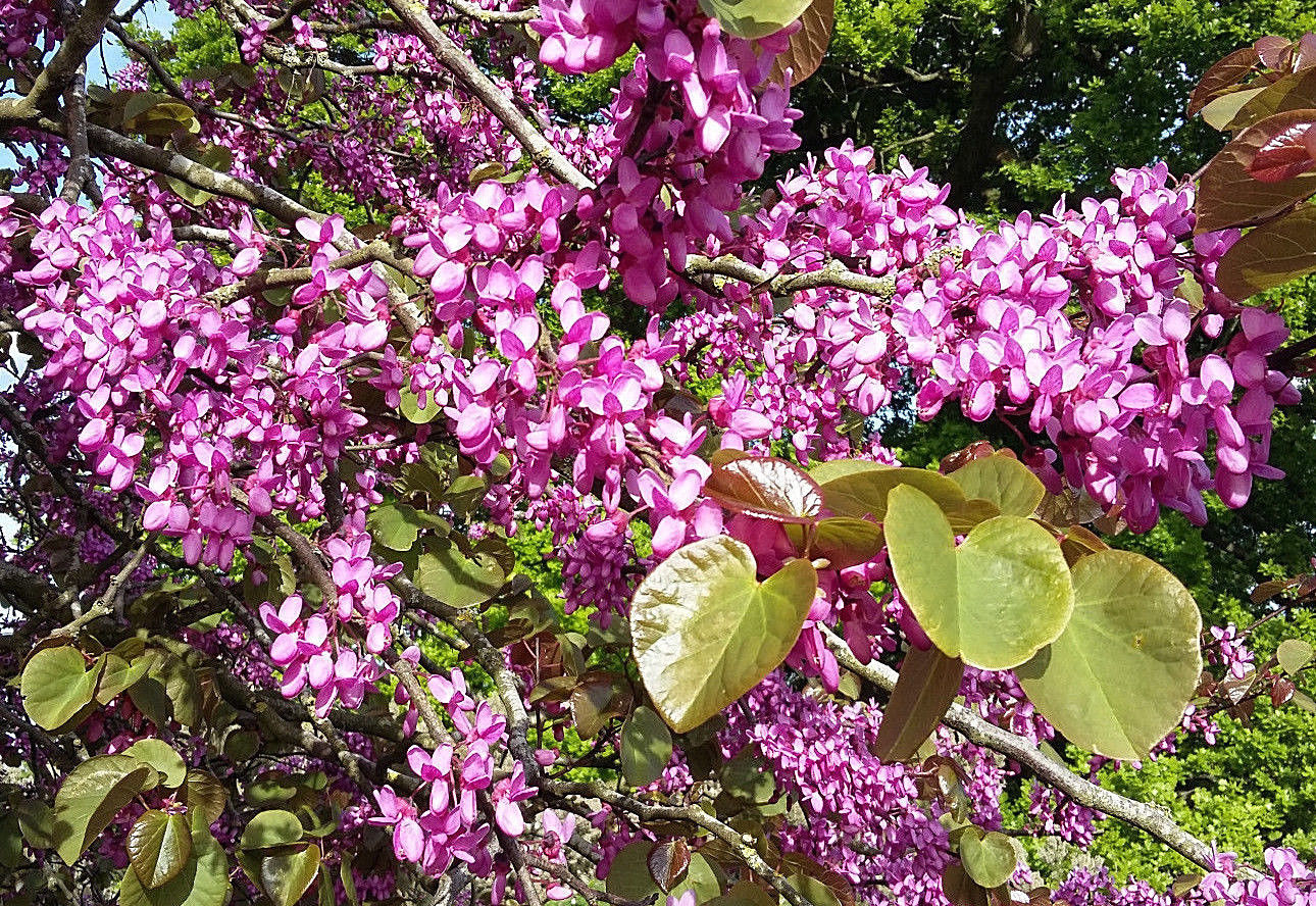 judas tree bonsai for sale Cercis siliquastrum - Judas Tree