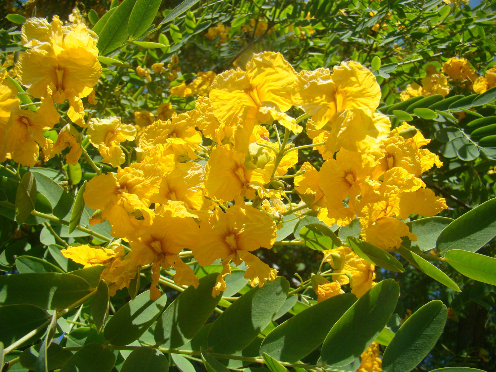 Bolivia Tree Tipuana tipu - Pride of Bolivia - Jurassicplants Nurseries