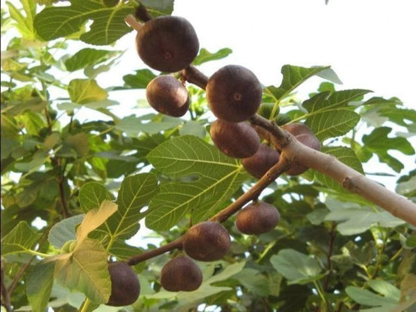 Ficus carica Ice - Fig Tree flat fruited variety - Jurassicplants Nurseries