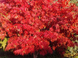 Acer palmatum, Japanese Maple, deciduous, tree, hardy, patio, plant, maple, slow growing